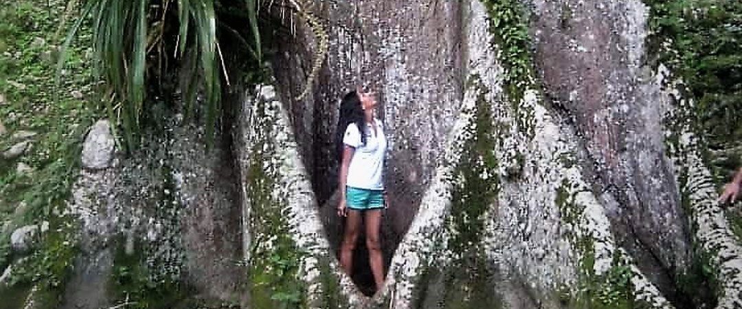 La ceiba, árbol sagrado de los mayas