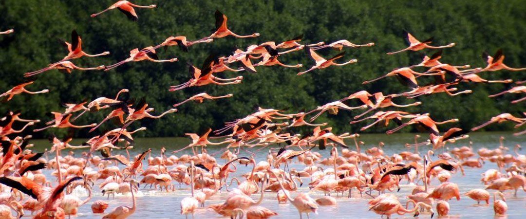 Las aves migratorias del Yucatán
