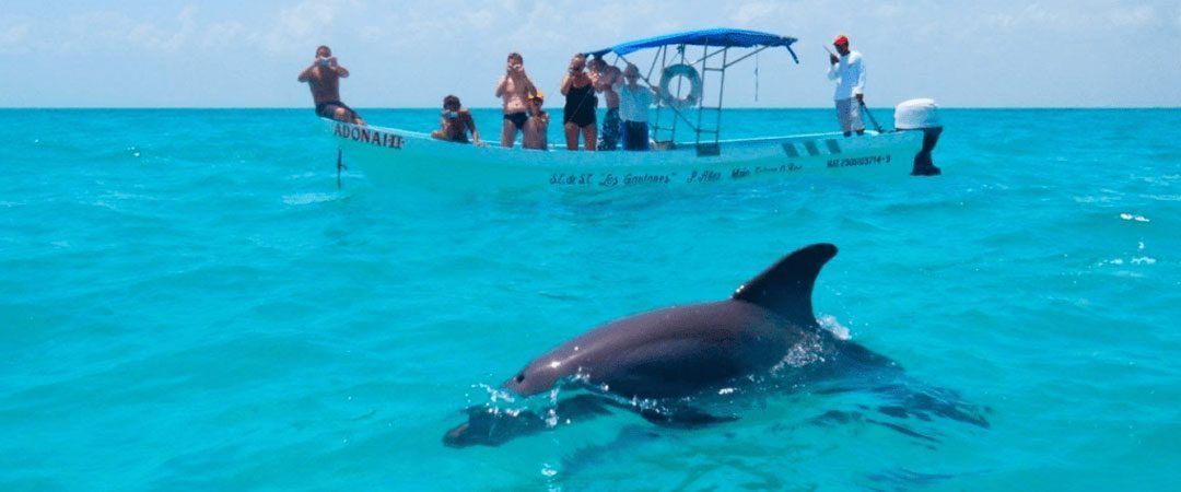 Los Delfines Felices Viven en Mar Abierto